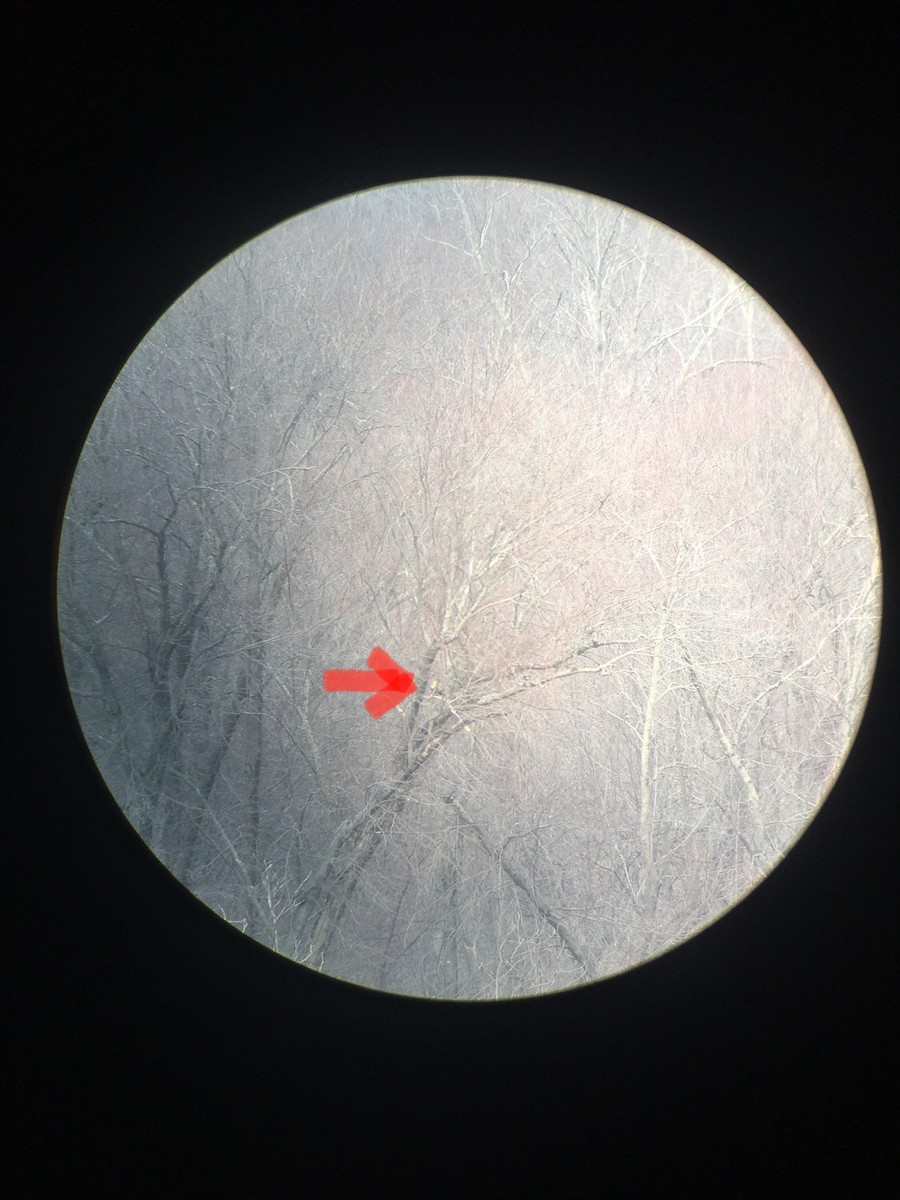 毛足鵟 - ML614282150