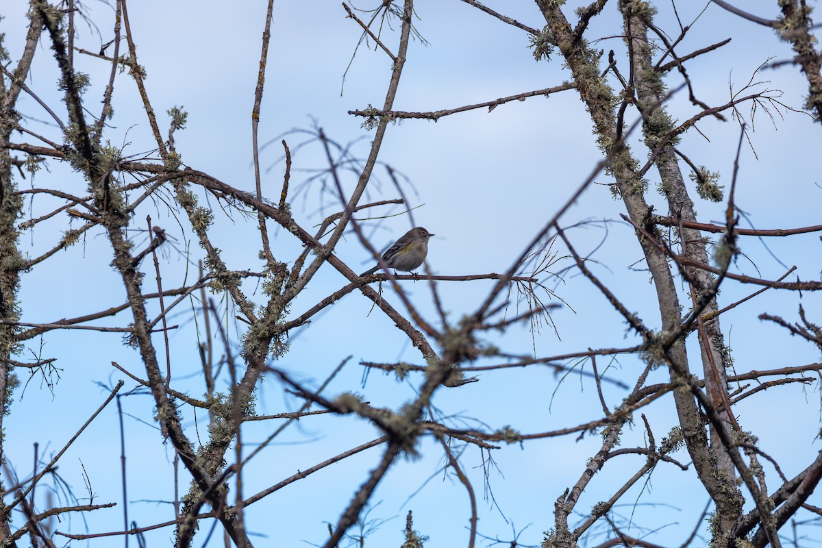 Yellow-rumped Warbler - ML614282213