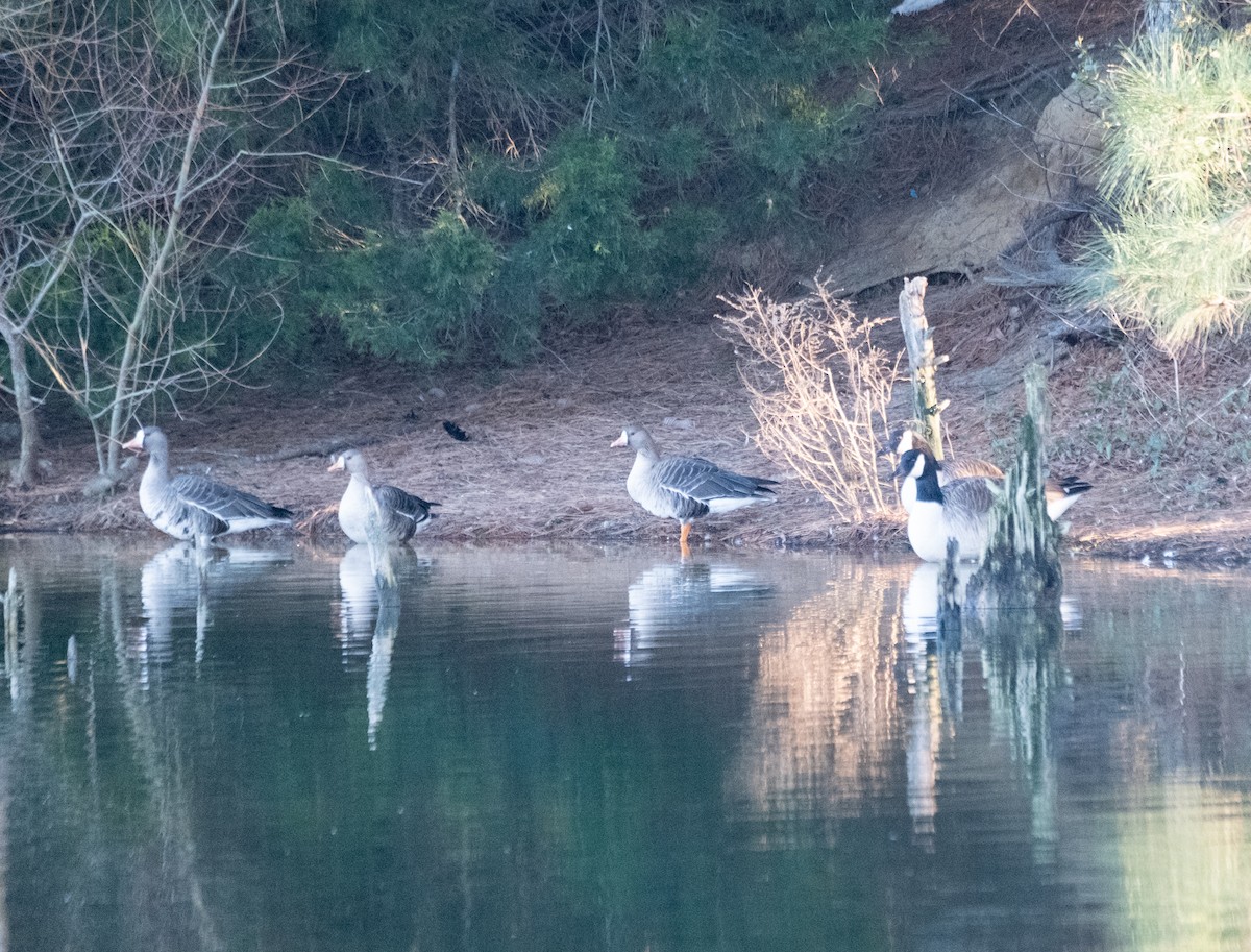 Greater White-fronted Goose - ML614282222