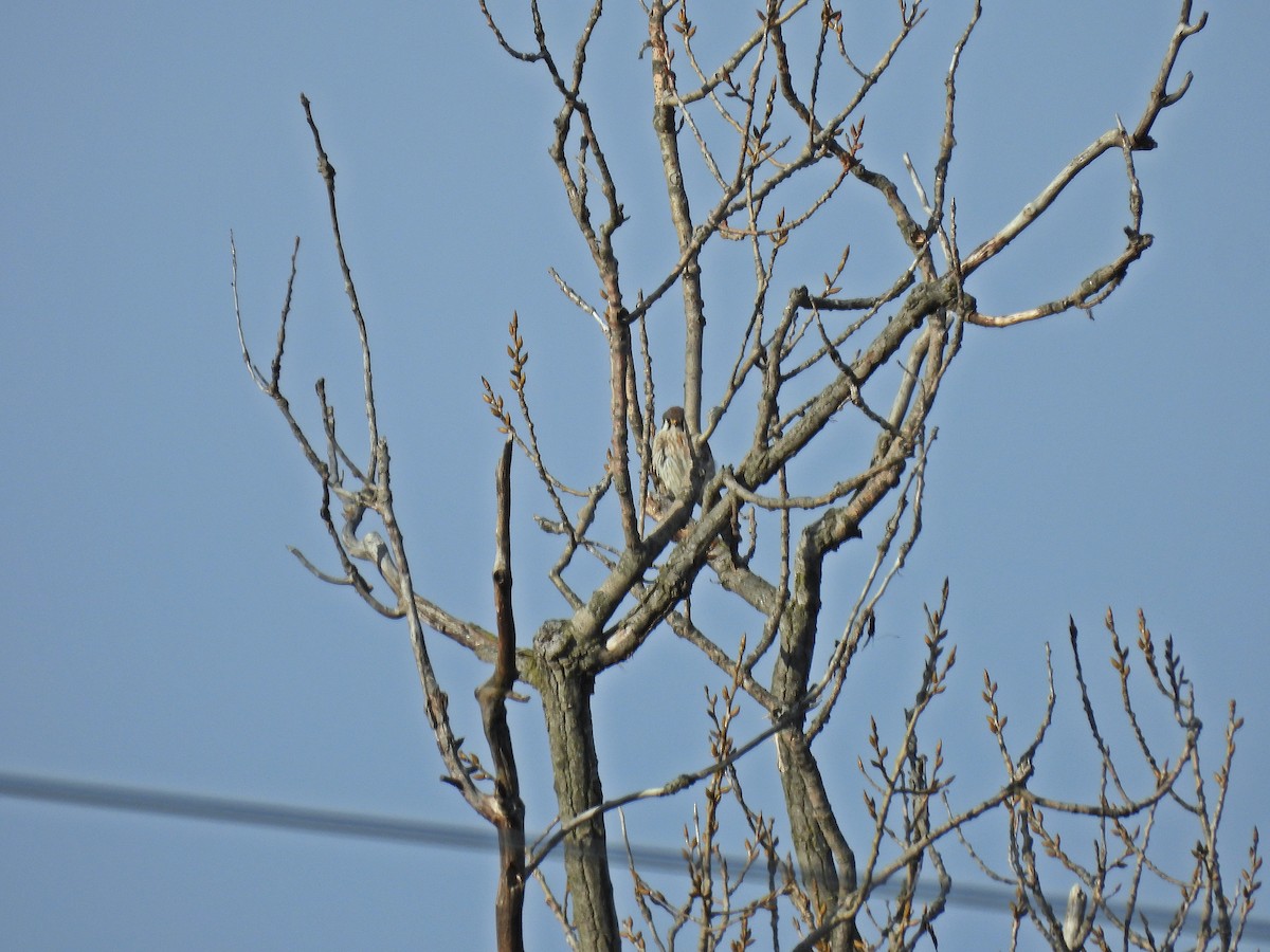 American Kestrel - ML614282237