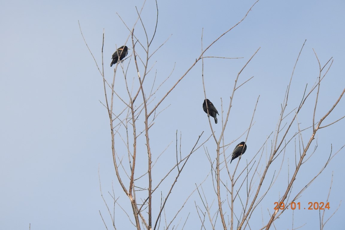 Red-winged Blackbird - ML614282323