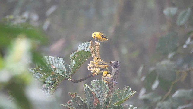 Golden Tanager - ML614282332