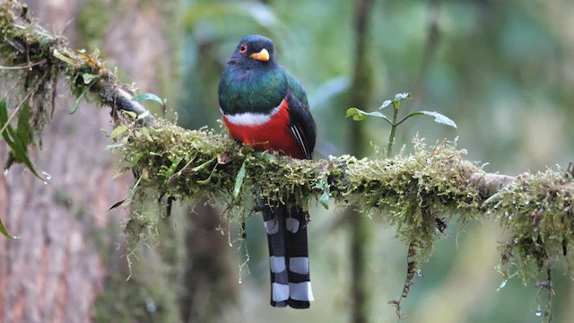 Trogon masqué - ML614282351