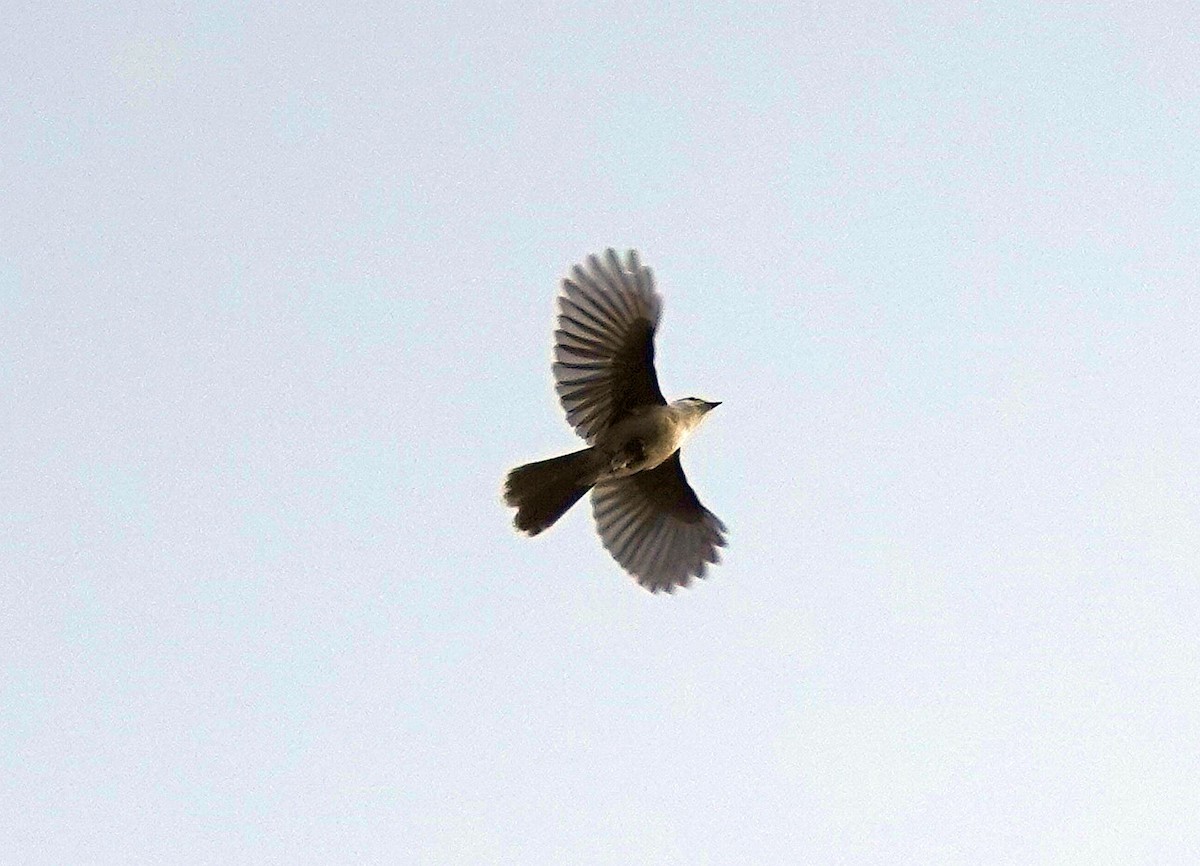 Canada Jay - ML614282376