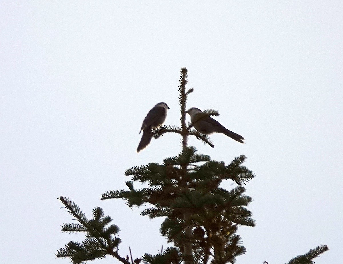 Canada Jay - ML614282377