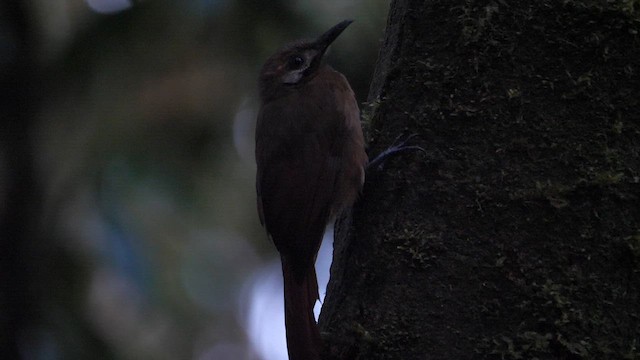 Plain-brown Woodcreeper - ML614282378