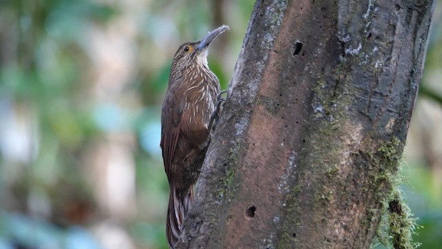 ハシブトオニキバシリ - ML614282412