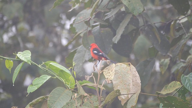 White-winged Tanager - ML614282440
