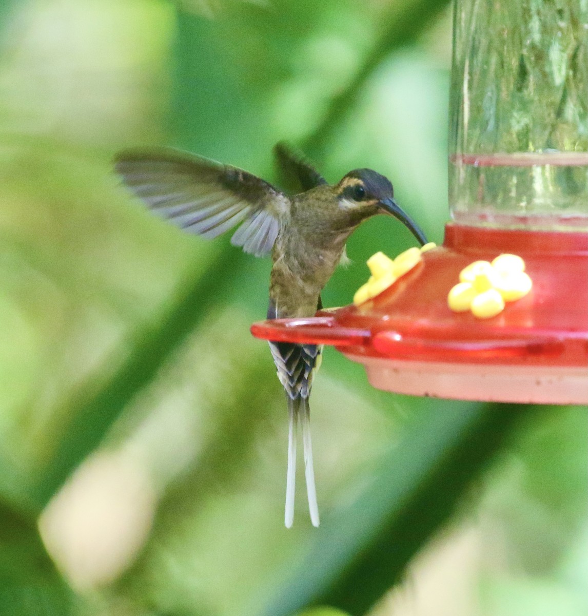 kolibřík tmavolící - ML614282481