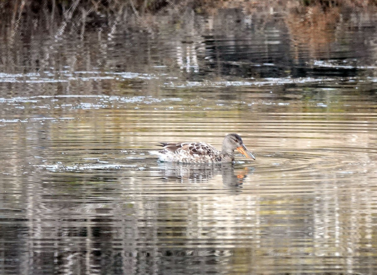 Northern Shoveler - ML614282487