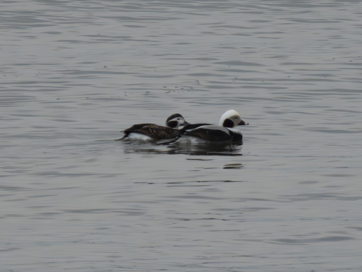 Long-tailed Duck - ML614282516