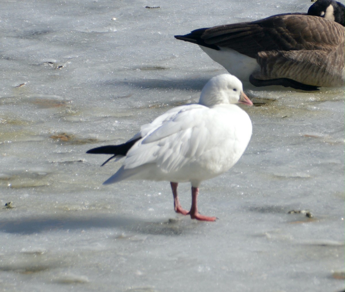 Ross's Goose - ML614282566