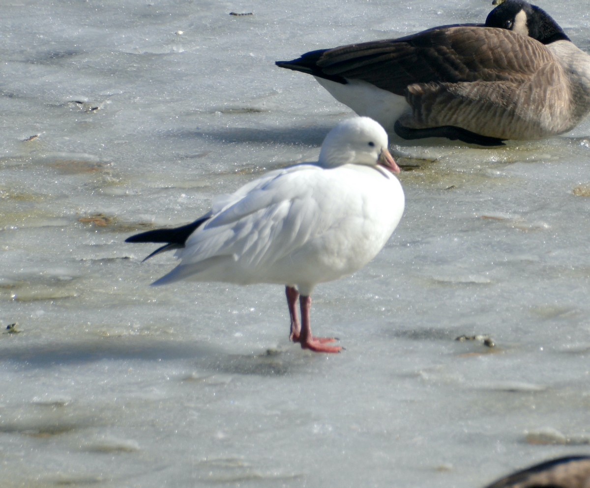 Ross's Goose - ML614282567