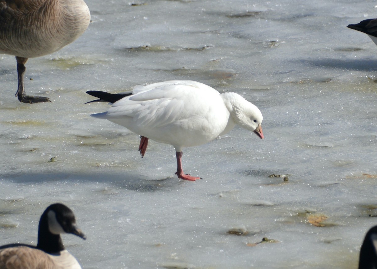 Ross's Goose - ML614282571