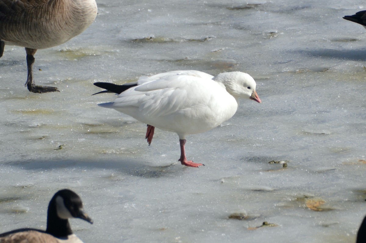 Ross's Goose - ML614282572