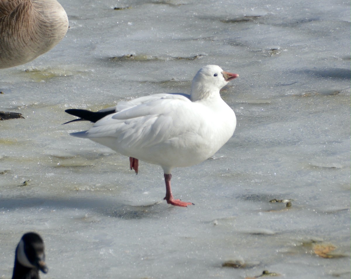 Ross's Goose - ML614282573