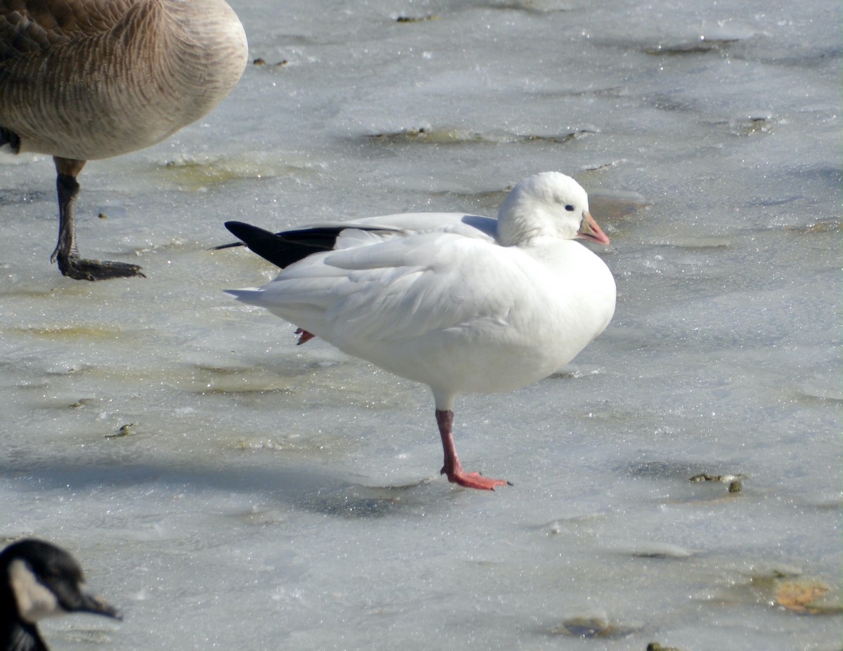 Ross's Goose - ML614282574