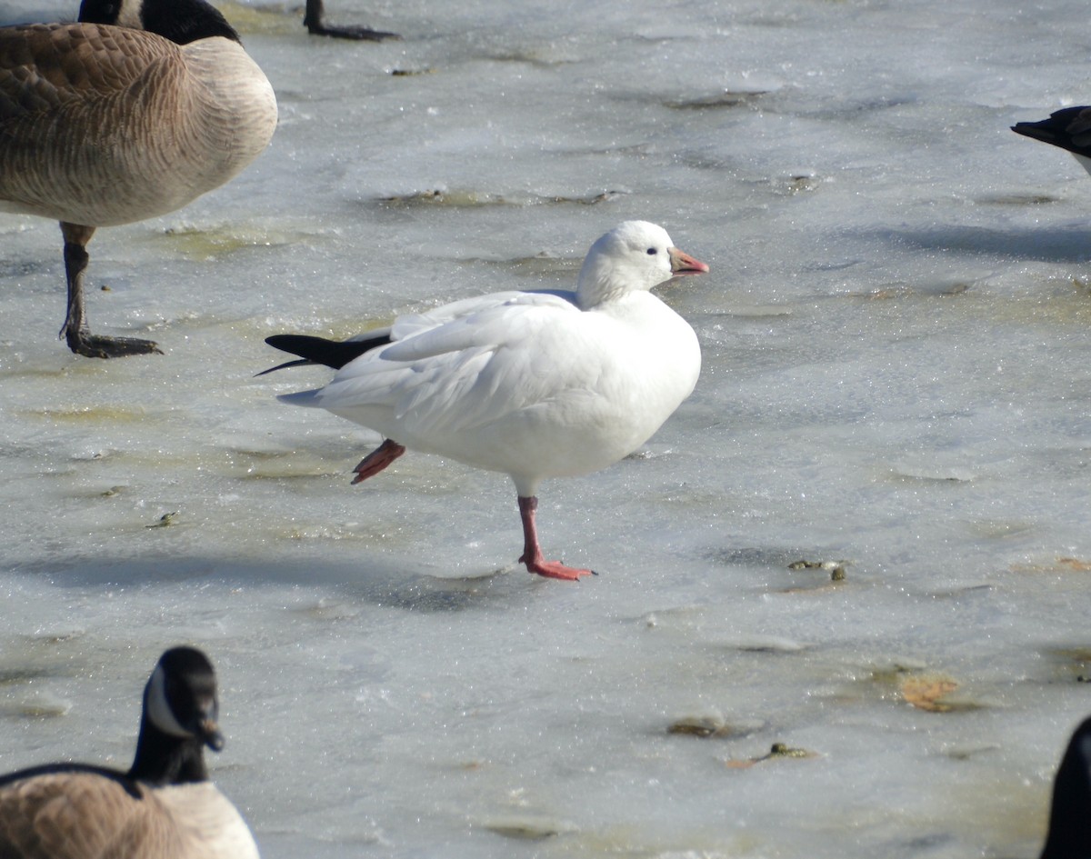 Ross's Goose - ML614282576