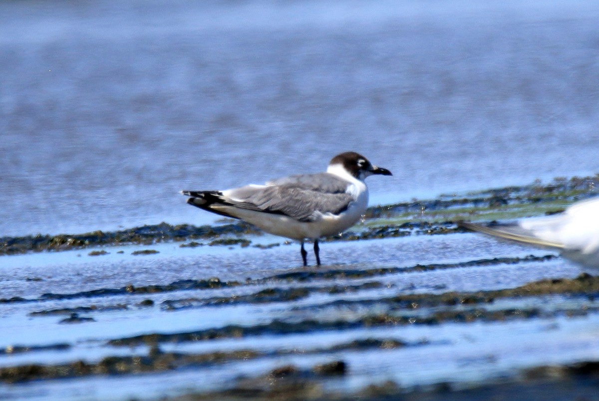 Franklin's Gull - ML614282578