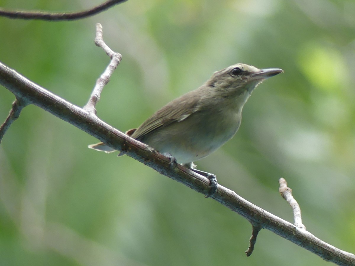 Yucatan Vireo - ML614282586