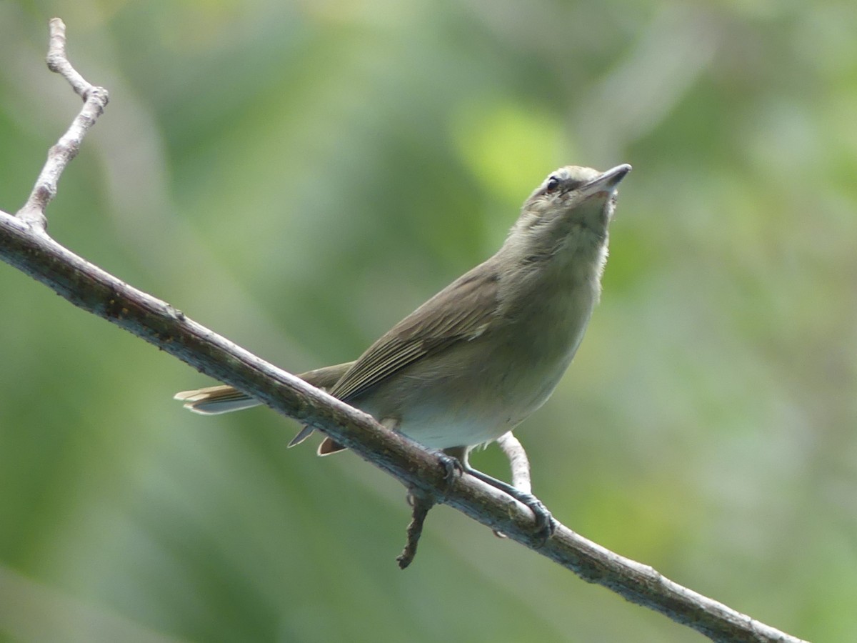 Yucatan Vireo - ML614282587