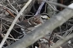 White-throated Sparrow - Nate W