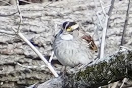 White-throated Sparrow - Nate W