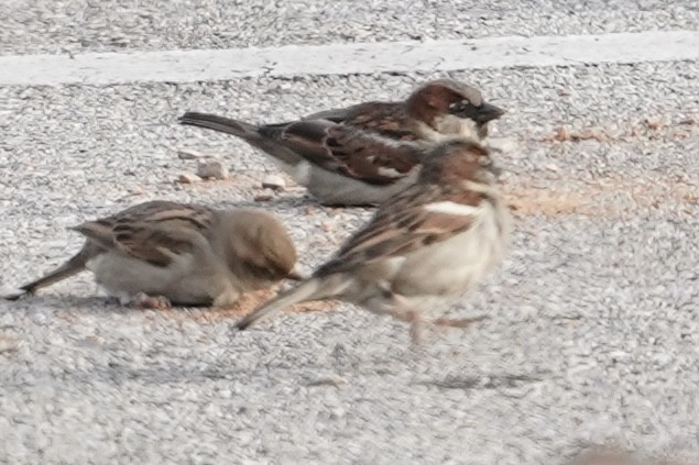 House Sparrow - ML614282624