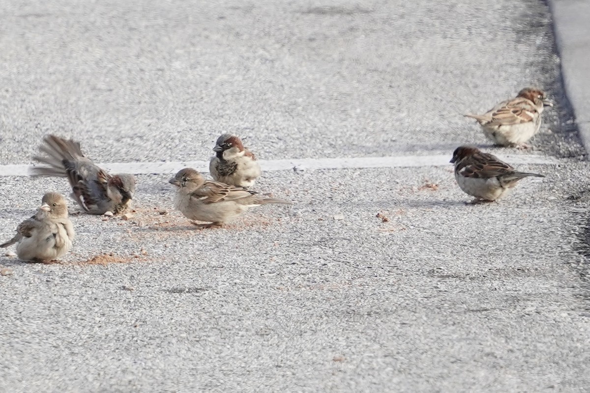 House Sparrow - ML614282626