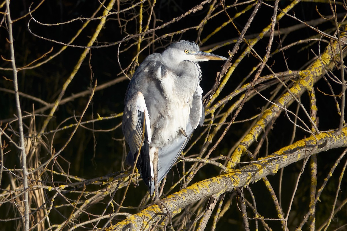 Gray Heron - ML614282710