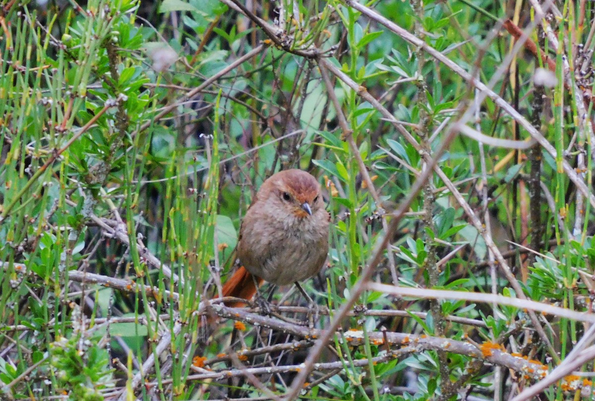 Rusty-fronted Canastero - Jesús Cieza www.southbirdingperu.com