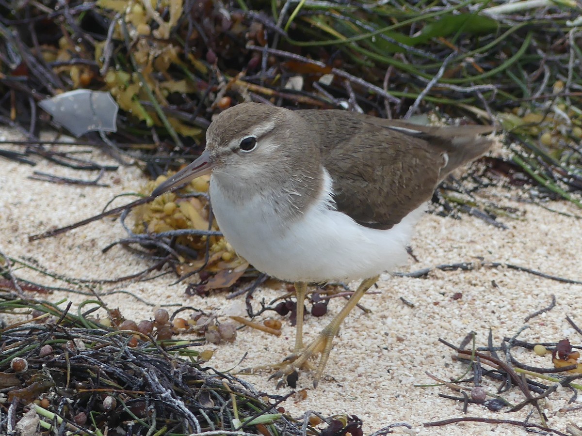 Spotted Sandpiper - ML614282771