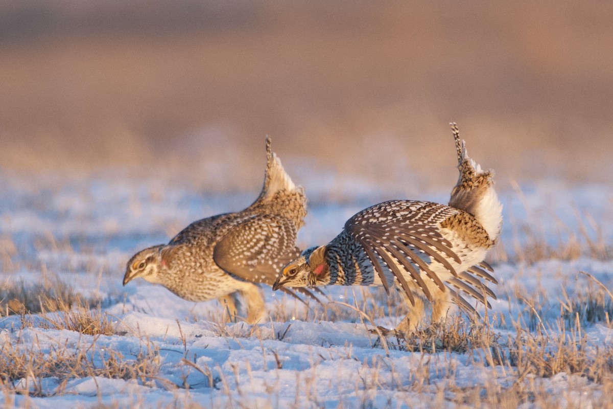 Sharp-tailed Grouse - ML614282794