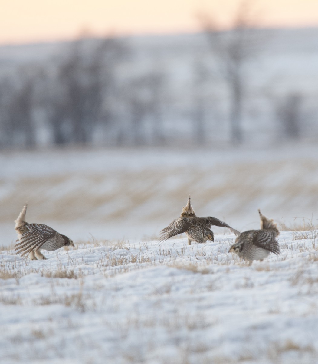 Sharp-tailed Grouse - Tim Ray