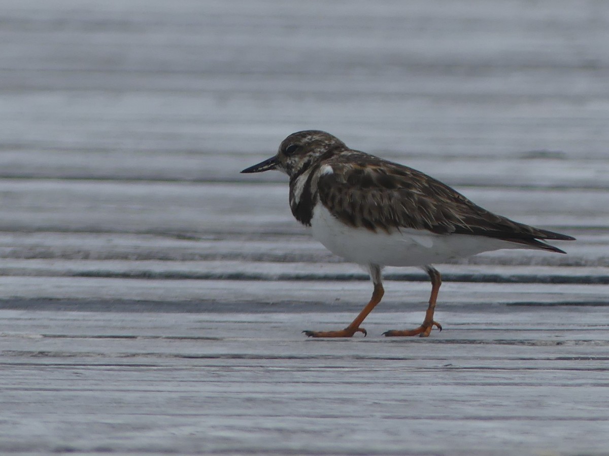 Ruddy Turnstone - ML614282814