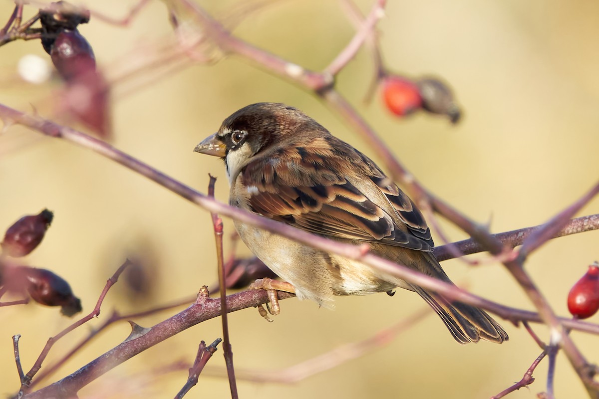 House Sparrow - ML614282870