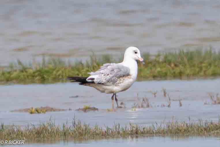 Ring-billed Gull - ML614282871