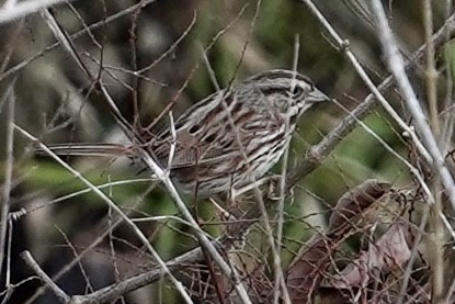 Song Sparrow - Nate W