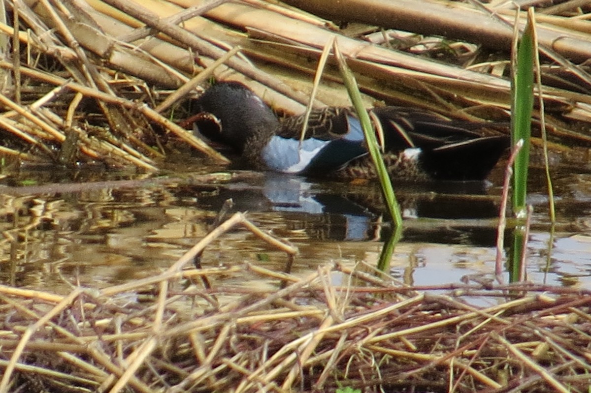 Blue-winged Teal - ML614282960