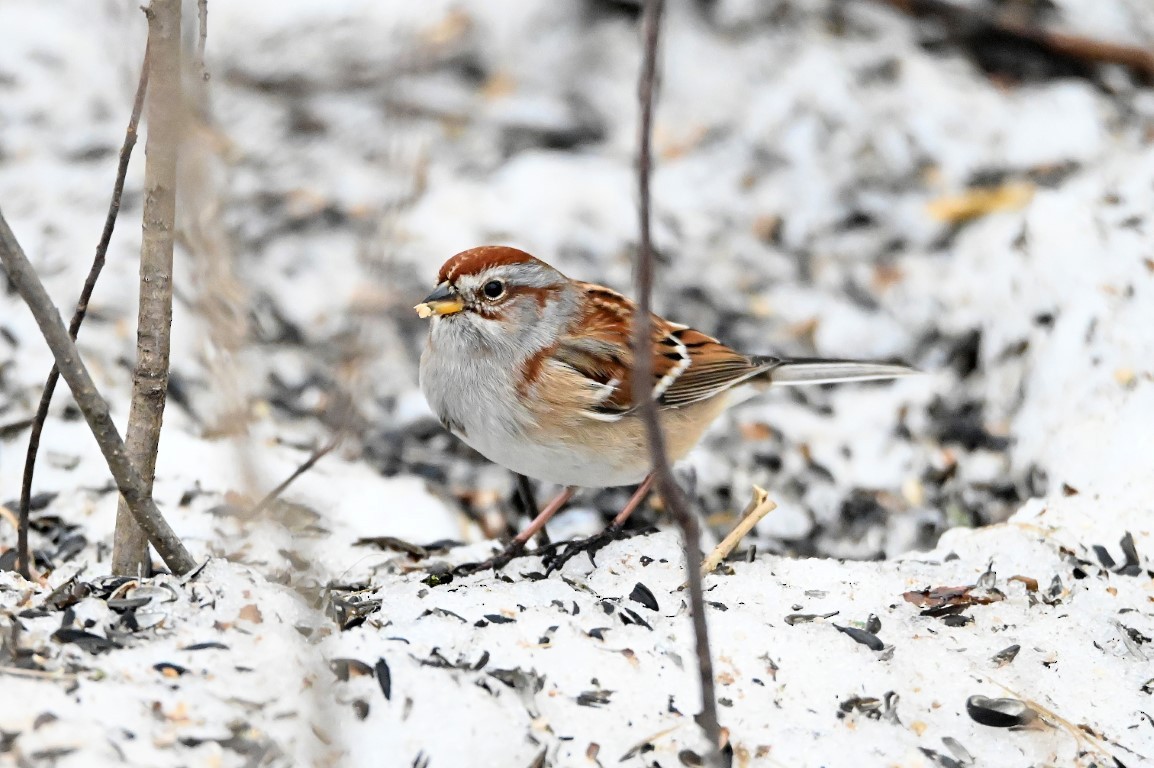 American Tree Sparrow - ML614282997