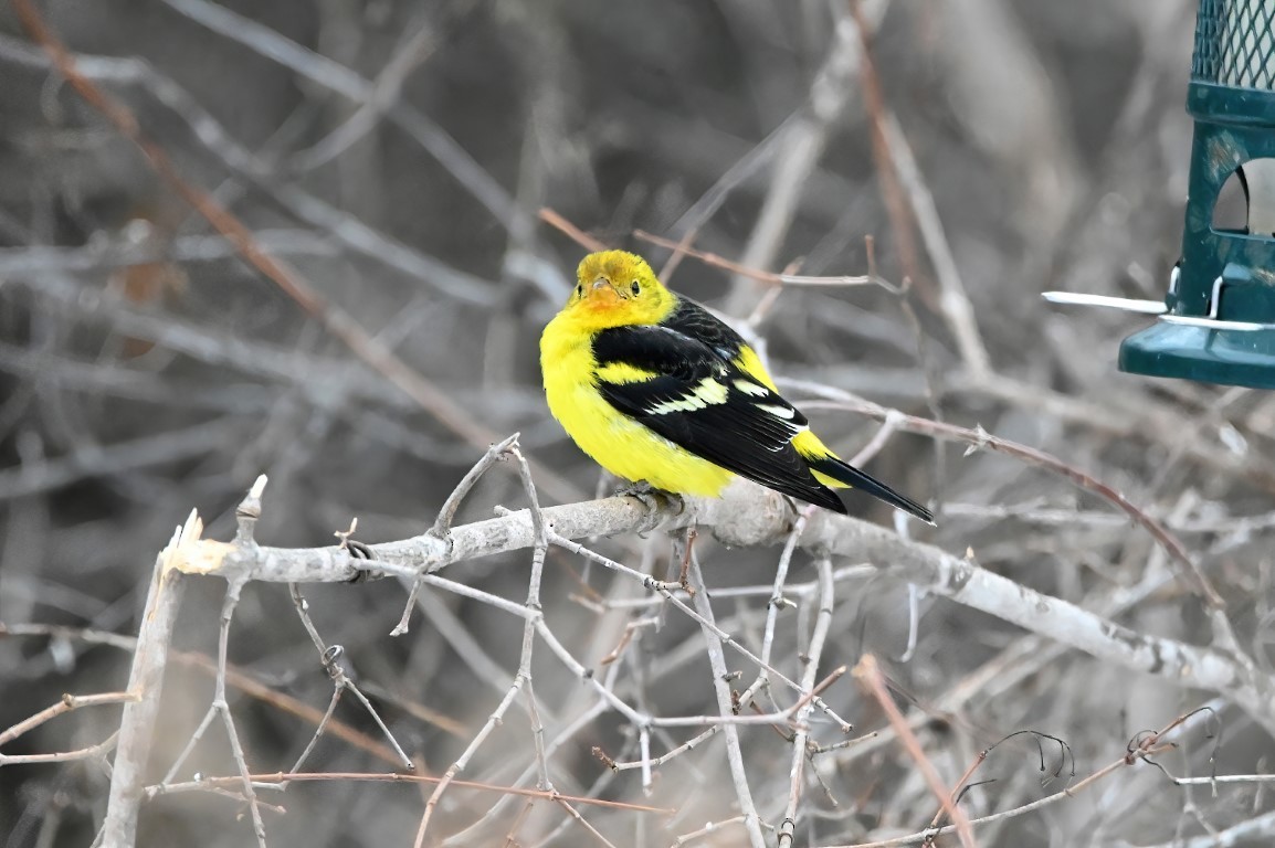 Western Tanager - ML614283010