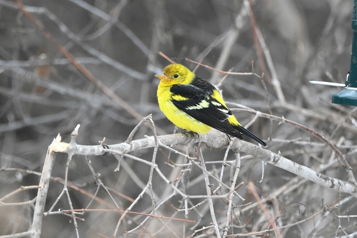 Western Tanager - ML614283011