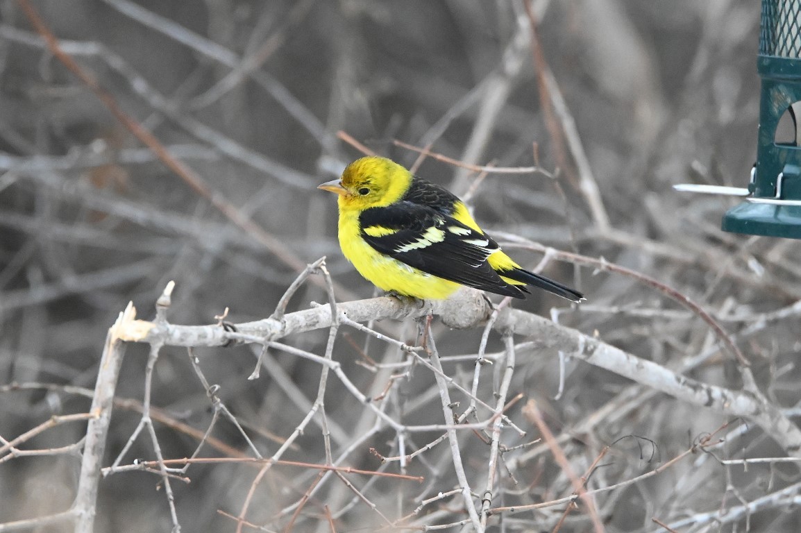 Western Tanager - ML614283012