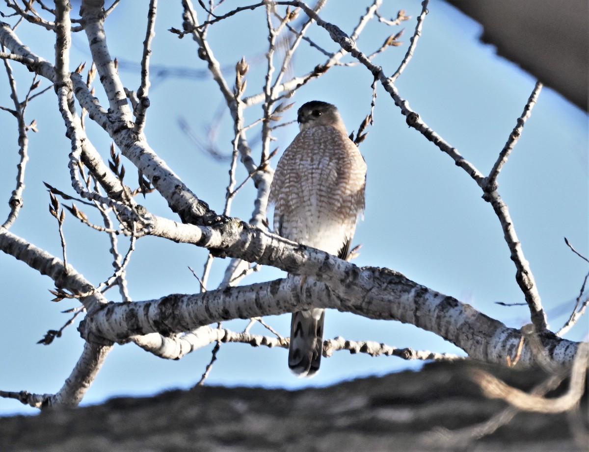 Cooper's Hawk - Linda Sullivan