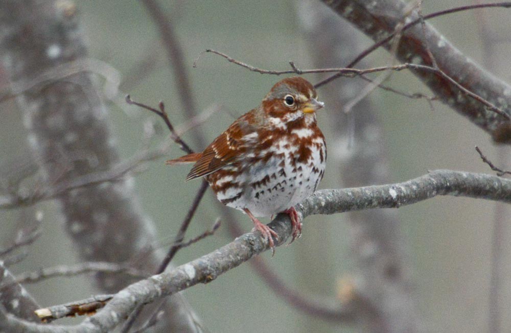 Fox Sparrow - ML614283073