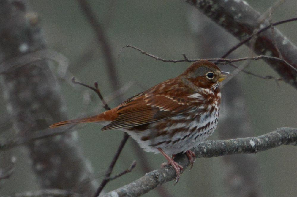 Fox Sparrow - ML614283089