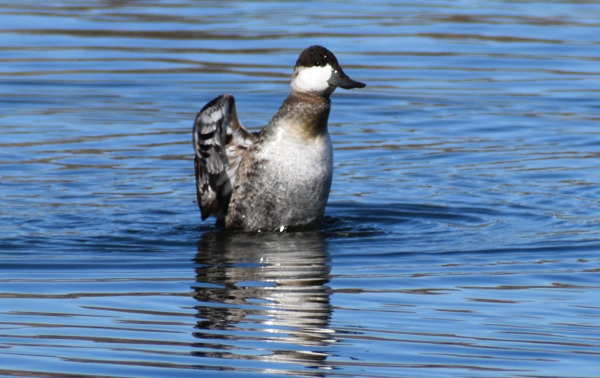 Ruddy Duck - ML614283111