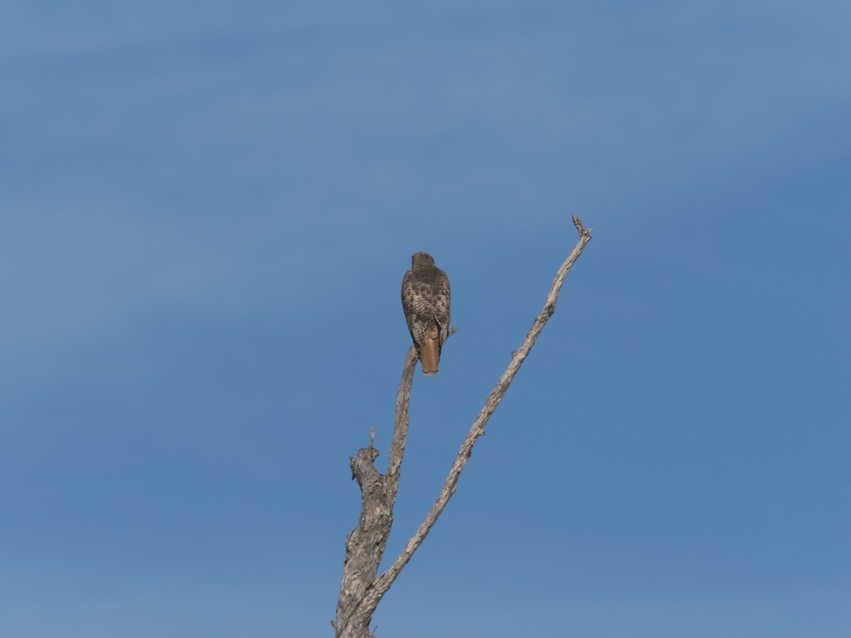 Red-tailed Hawk - ML614283112