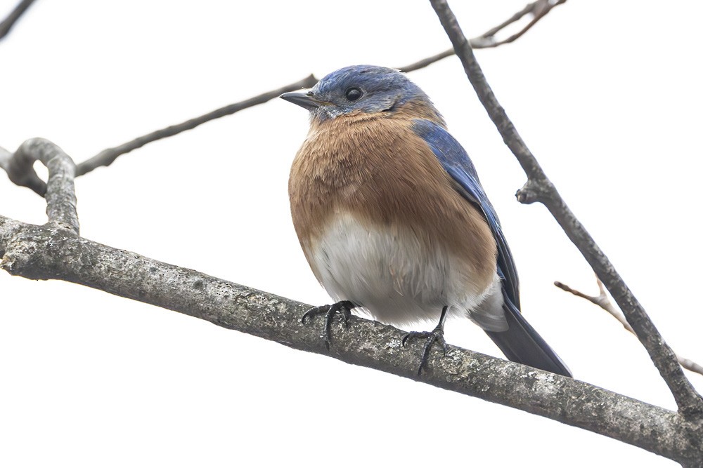 Eastern Bluebird - ML614283141