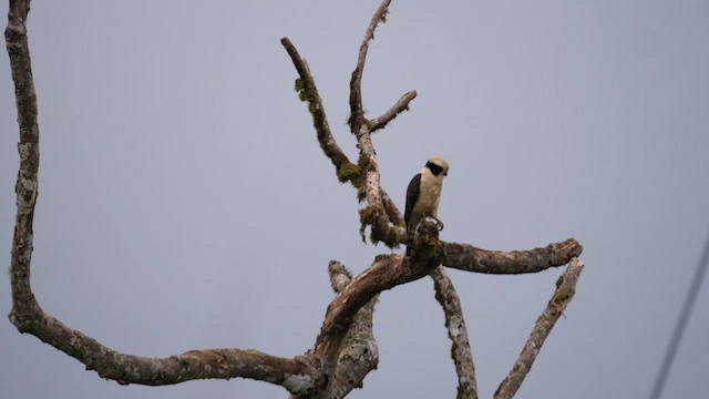 Laughing Falcon - ML614283199